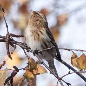 Common Redpoll