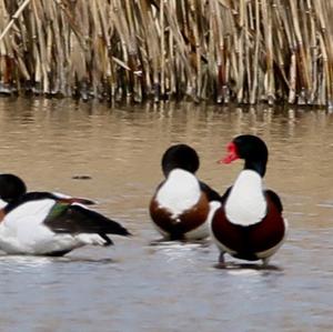 Common Shelduck