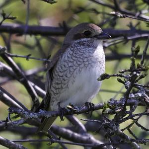 Red-backed Shrike