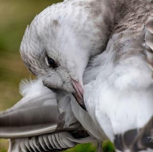 Herring Gull