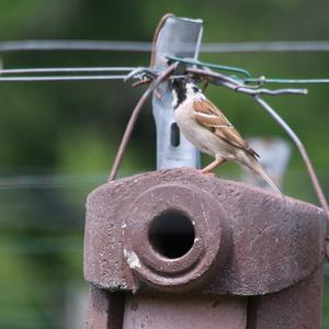 Eurasian Tree Sparrow