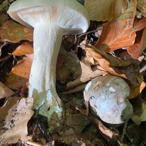 Cloudy Clitocybe