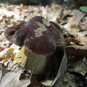 Summer Bolete