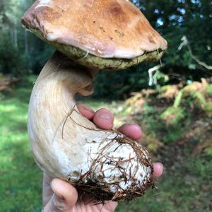 King Bolete