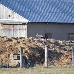 White Stork