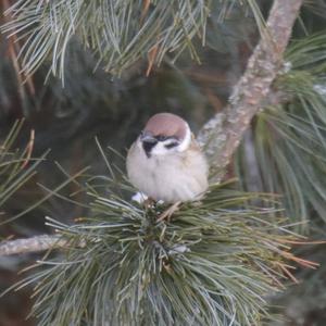 Eurasian Tree Sparrow