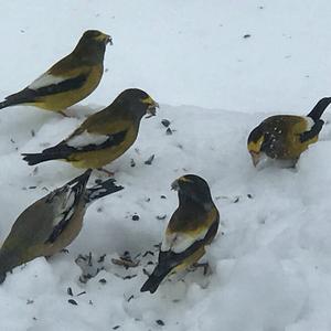 Evening Grosbeak