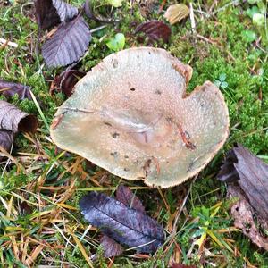 False Saffron Milk Cap