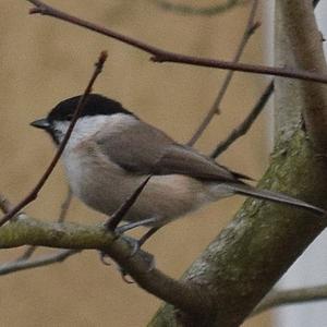 Marsh Tit