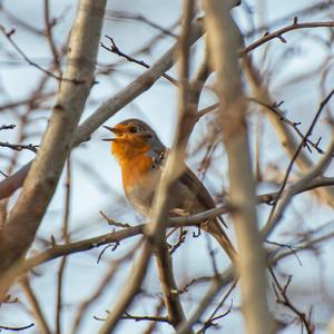 European Robin