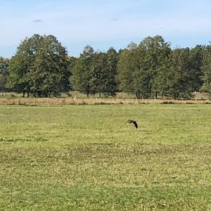 Common Buzzard