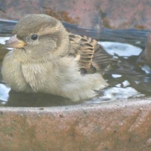 House Sparrow