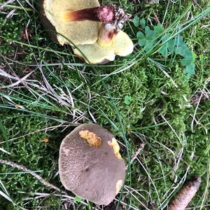 Red-cracked Bolete