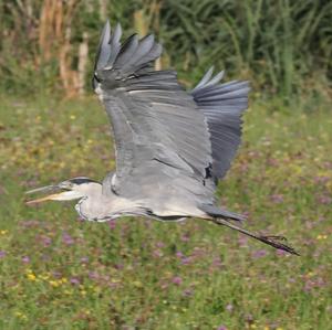 Grey Heron