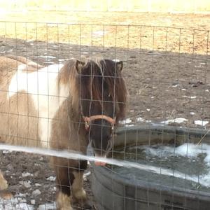 American Miniature Horse