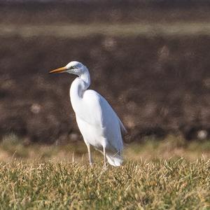 Great Egret