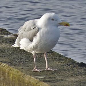 Herring Gull