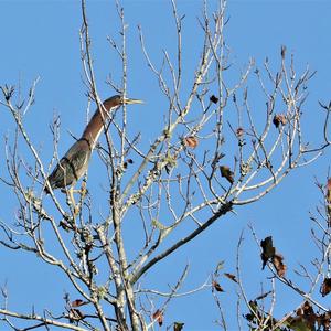 Green Heron