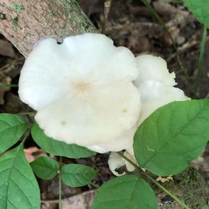 Oyster Mushroom