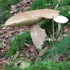 King Bolete