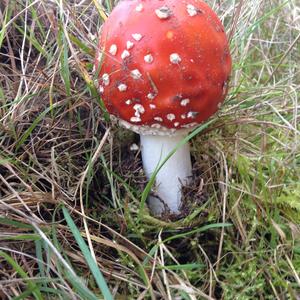 Fly Agaric