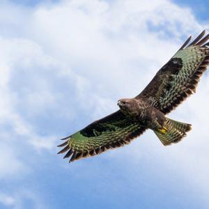 Common Buzzard