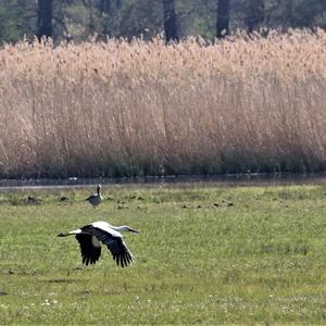 White Stork