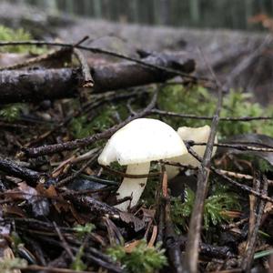 Meadow Clitocybe