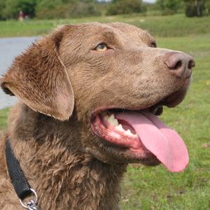 Unknown Breed