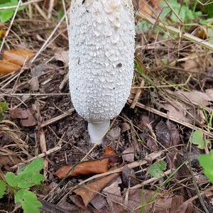 Shaggy Mane