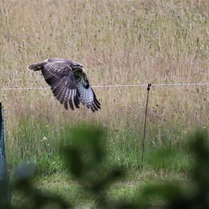 Common Buzzard