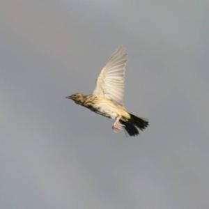 Tree Pipit