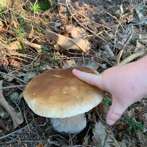 King Bolete