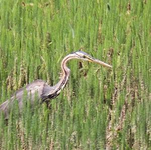 Purple Heron