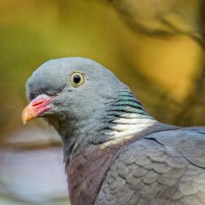 Common Wood-pigeon