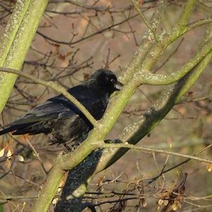 Carrion Crow