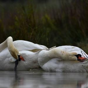 Mute Swan