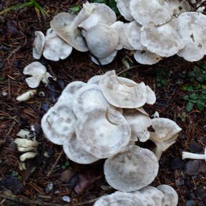 Cracking Clitocybe