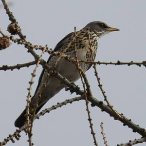 Fieldfare