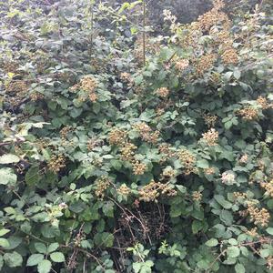 Brombeeren