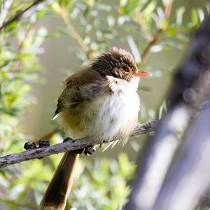 Red-backed Fairywren