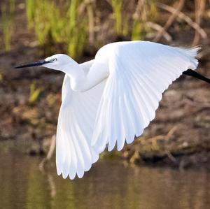 Little Egret