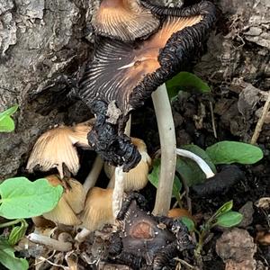 Fawn Mushroom