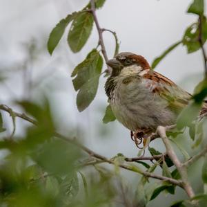 House Sparrow