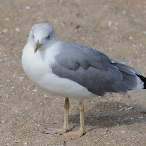 Yellow-legged Gull