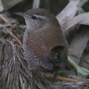 Winter Wren