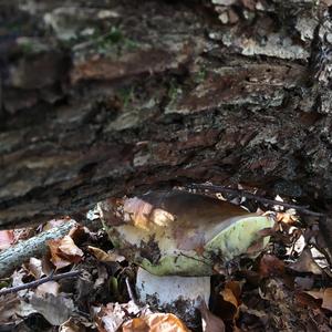 King Bolete