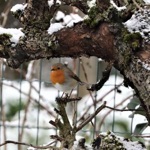 European Robin