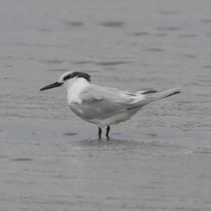 Sandwich Tern