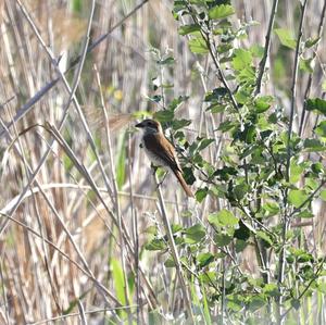 Red-backed Shrike